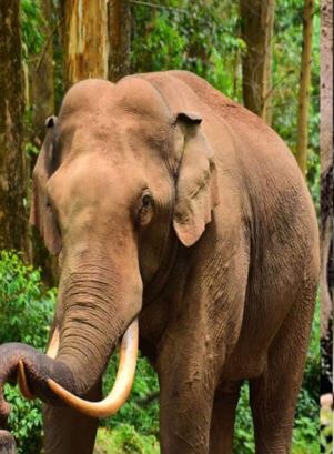 മൂന്നാറിൽ വീണ്ടും പടയപ്പ; മൂന്ന് കടകൾ തകർത്തു