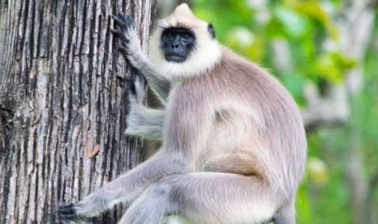 തിരുവനന്തപുരം മൃഗശാലയില്‍ നിന്ന് ചാടിപ്പോയ ഹനുമാന്‍ കുരങ്ങിനെ പിടികൂടി