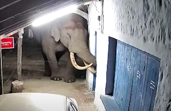 വീണ്ടും പടയപ്പയുടെ ആക്രമണം; മൂന്നാറിൽ പലചരക്ക് കട തകർത്തു