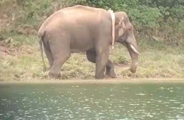 അരിക്കൊമ്പൻ കന്യാകുമാരി വന്യജീവി സങ്കേതത്തിൽ; നിരീക്ഷണം തുടർന്ന് തമിഴ്നാട് വനംവകുപ്പ്