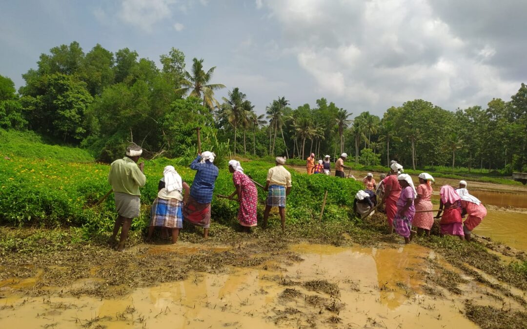 വീണ്ടെടുക്കലിന് വഴിയൊരുക്കി തൊഴിലുറപ്പ് സംഘത്തിന്റെ ശ്രമദാനം