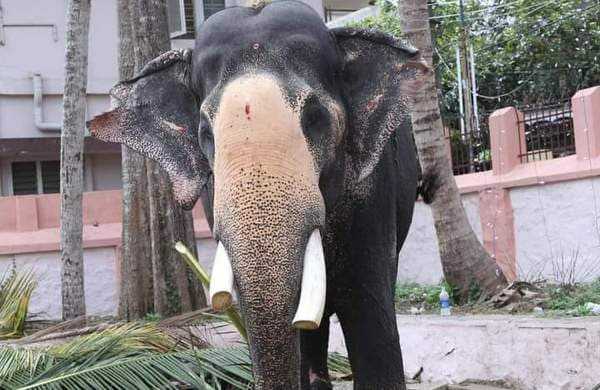 ശ്രീകണ്ഠേശ്വരം ശിവകുമാർ ആന ചരിഞ്ഞു