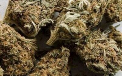 എറണാകുളത്ത് ട്രെയിനില്‍ നിന്നും 56 കിലോ കഞ്ചാവ് പിടികൂടി