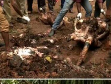 ചേലക്കരയില്‍ ആനയെ കൊന്നത് ആനക്കൊമ്പ് കടത്ത് സംഘമെന്ന് വനംവകുപ്പ്