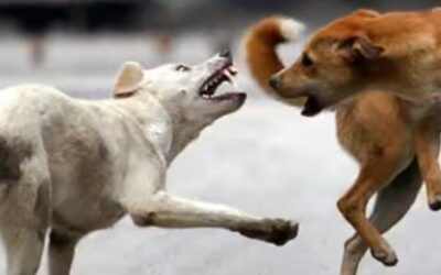 എട്ടാഴ്ച, ഷെല്റ്ററുകളിലേക്ക് മാറ്റേണ്ടത് അഞ്ച് ലക്ഷം നായ്ക്കളെ; സുപ്രീം കോടതി ഉത്തരവ് കേരളത്തിന് വെല്ലുവിളി