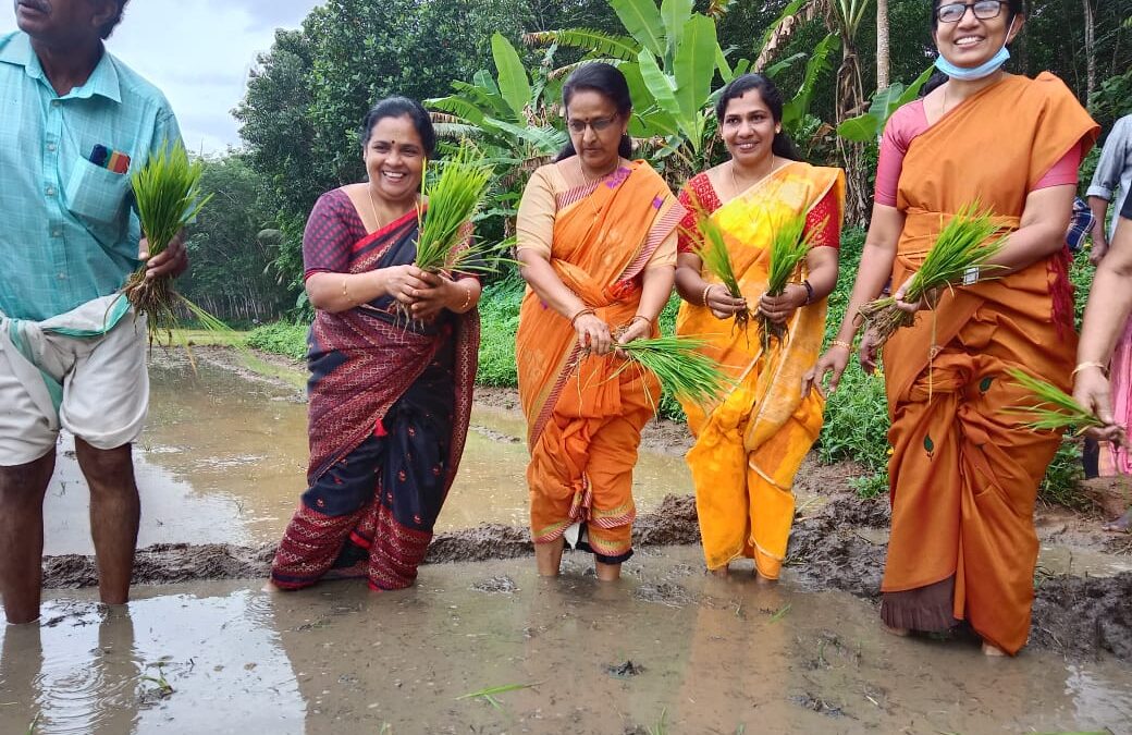 തരിശുനില നെൽകൃഷിയുടെ ഞാറ് നടീൽ ഉദ്ഘാടനം നിർവഹിച്ച് ആറ്റിങ്ങൽ എം എൽ എ