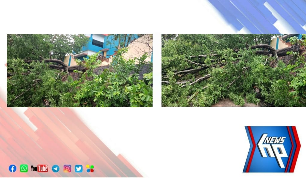 സ്കൂളിൽ അഴൂർ ഗവ. സ്കൂളിൽ വൻ മരം കടപുഴകി വീണു; ആളപായമില്ല