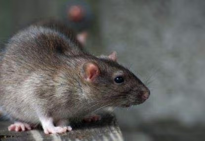 21 കിലോ കഞ്ചാവ് എലി തിന്നു; പ്രതികളെ വെറുതെ വിട്ട് കോടതി