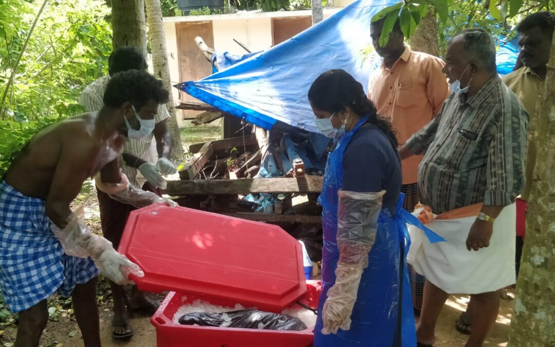 മാമ്പള്ളിയിൽ നാല് വയസ്സ്കാരിയെ തെരുവ് നായ ആക്രമിച്ച സംഭവം: ചത്ത നായയുടെ ശവം പുറത്തെടുത്ത് പരിശോധനക്കയച്ചു