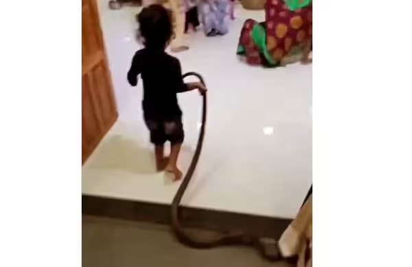 ‘എനിക്ക് പേടിയില്ല’, കൂറ്റന്‍ പാമ്പിന്റെ വാലില്‍ പിടിച്ച് വീട്ടിലേക്ക് കയറി വന്ന് കുട്ടി; പരിഭ്രാന്തിയില്‍ വീട്ടുകാര്‍