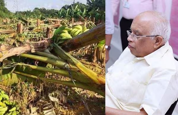 വാഴത്തോട്ടം വെട്ടിയത് അപകടം ഒഴിവാക്കാന്‍; നഷ്ടപരിഹാരം നല്‍കുമെന്ന് വൈദ്യുതി മന്ത്രി