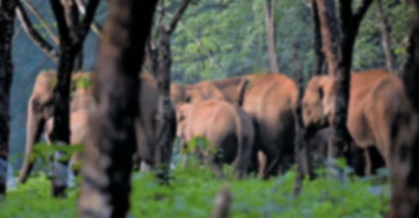 ജനവാസ മേഖലയിലും വനാന്തര റോഡുകളിലും കാട്ടാന ശല്യം രൂക്ഷമായി