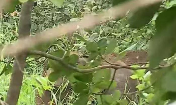 കണ്ണൂരിലെ ജനവാസ മേഖലയെ വിറപ്പിച്ച് കാട്ടുകൊമ്പൻ, പരിഭ്രാന്തി; സ്കൂളുകൾക്ക് അവധി