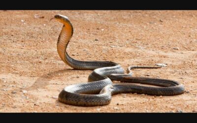 കടയില്‍ പോയി തിരിച്ചെത്തി; വിശ്രമിക്കാന്‍ കിടന്ന യുവാവ് ഉണര്‍ന്നില്ല; ചെരിപ്പിന് സമീപം പാമ്പ് ചത്ത നിലയില്‍