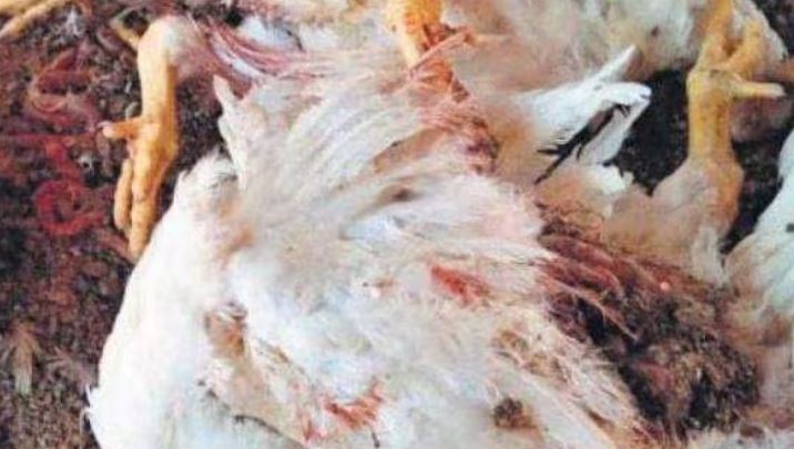 ചത്ത കോഴികളെ വില്‍ക്കാന്‍ ശ്രമം തടഞ്ഞ് നാട്ടുകാര്‍; രണ്ടുപേര്‍ കസ്റ്റഡിയില്‍