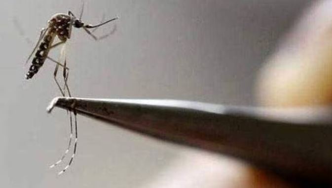 ചിക്കുന്‍ഗുനിയയ്ക്ക് വാക്‌സിന്‍; ലോകത്തില്‍ ആദ്യം, അംഗീകാരം നല്‍കി യു എസ്