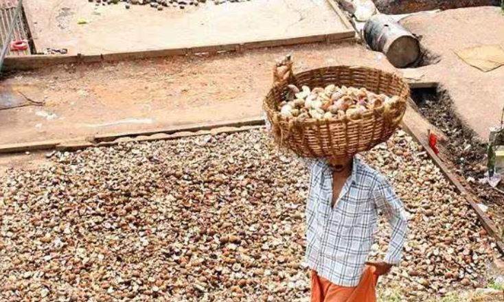 കര്‍ഷകര്‍ക്ക് ആശ്വാസം; കൊപ്രയുടെ താങ്ങുവില വര്‍ധിപ്പിച്ചു