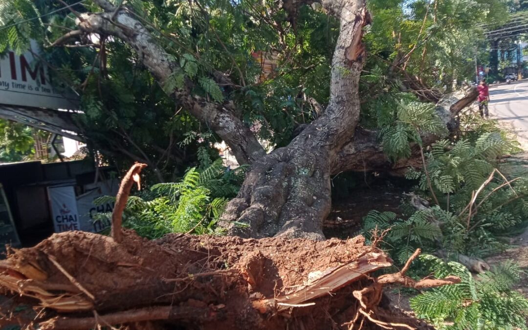 ആറ്റിങ്ങലിൽ ചരക്ക് ലോറി മരത്തിലിടിച്ച് മരം പുഴുത് വീണു അപകടം
