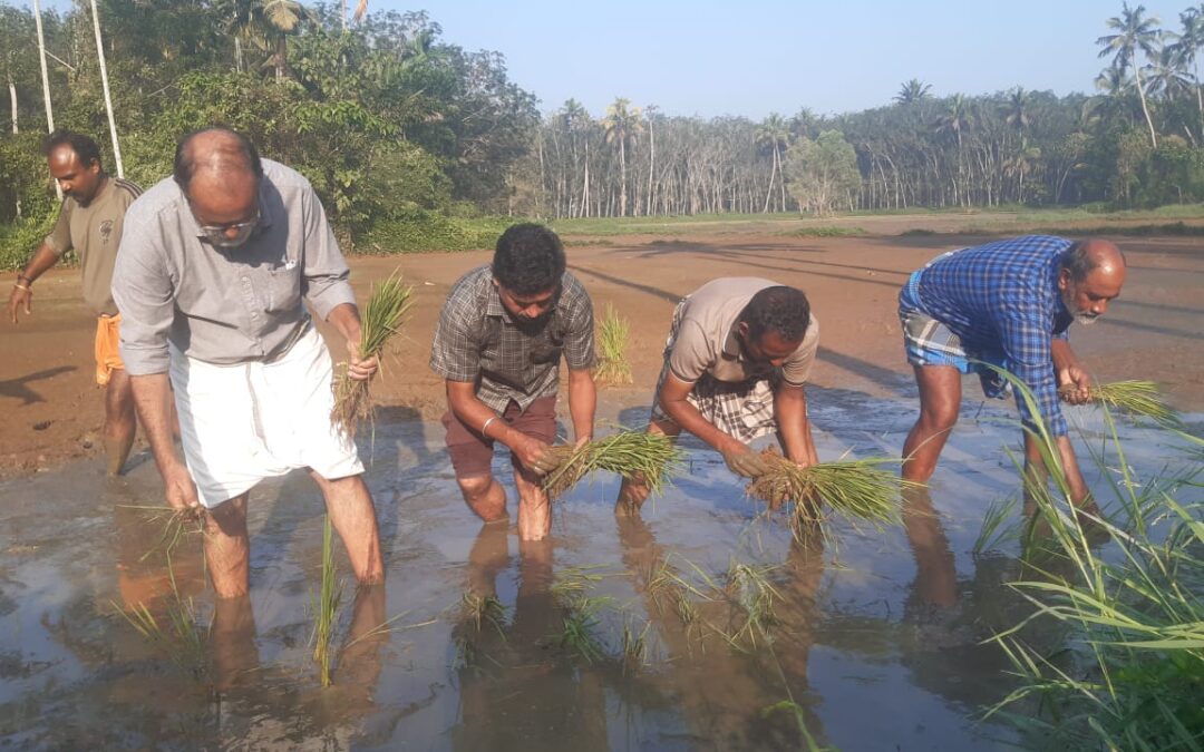 പിരപ്പമൺകാട് എലായിൽ ഞാറ് നടീൽ ഉത്സവം നടത്തി