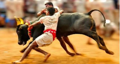 പൊങ്കൽ ജെല്ലിക്കെട്ടിൽ രണ്ട് മരണം, നൂറോളം പേർക്ക് പരുക്ക്
