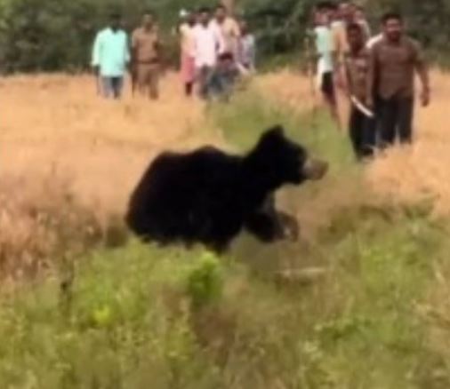 വയനാട്ടിലെ ജനവാസമേഖലയില്‍ ഭീതിവിതച്ച കരടിയെ കാടുകയറ്റി