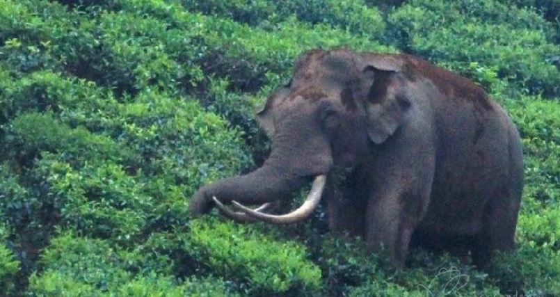 മൂന്നാറിൽ വീണ്ടും റേഷൻകട തകർത്ത് പടയപ്പ; മൂന്ന് ചാക്ക് അരി തിന്ന് മടക്കം