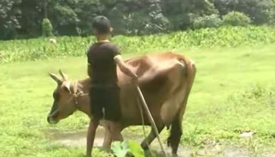 കപ്പത്തൊണ്ട് കഴിച്ചു; തൊടുപുഴയില്‍ 13 പശുക്കള്‍ ചത്തു