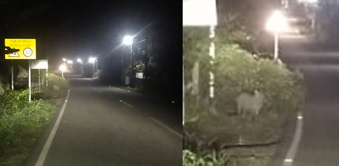 അവനവഞ്ചേരിയിൽ ഭീതി പടർത്തി കാട്ടുപന്നി