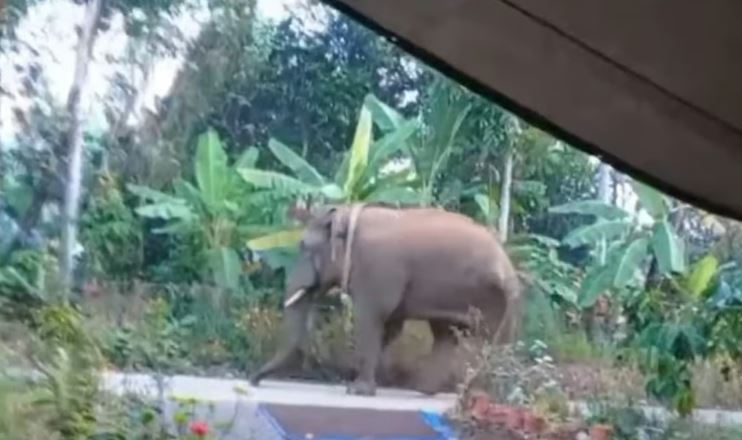 മാനന്തവാടി നഗരത്തില്‍ പരിഭ്രാന്തി പടര്‍ത്തി റേഡിയോ കോളര്‍ ഘടിപ്പിച്ച ഒറ്റയാന്‍