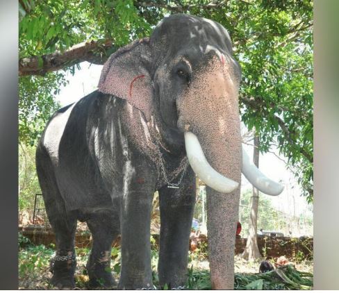മംഗലാംകുന്ന് അയ്യപ്പന്‍ ചരിഞ്ഞു
