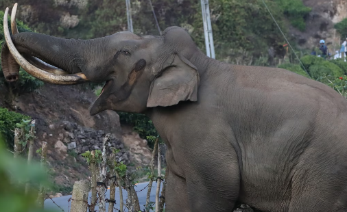 മൂന്നാറിൽ വീണ്ടും പടയപ്പയിറങ്ങി; തമിഴ്നാട് ബസിന് നേരെ ആക്രമണം, ചില്ലുകൾ തകർത്തു