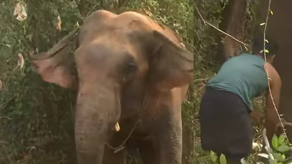 വിരണ്ടോടിയ ആനയെ തളച്ചു; രണ്ട് പശുക്കളേയും ഒരു ആടിനേയും ചവിട്ടിക്കൊന്നു, പ്രദേശത്ത് വന്‍ നാശനഷ്ടം