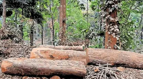 സുഗന്ധഗിരി മരംമുറി: ഡിഎഫ്ഒ ഉള്‍പ്പെടെ മൂന്ന് ഉദ്യോഗസ്ഥര്‍ക്ക് കൂടി സസ്‌പെന്‍ഷന്‍