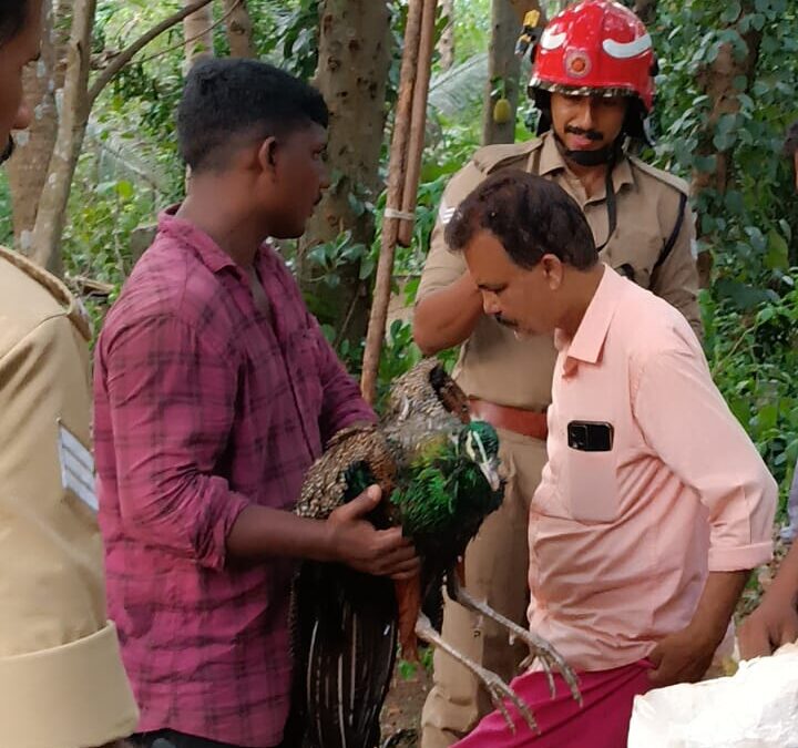 കിണറ്റിൽ വീണ മയിലിനെ ഫയർ ആൻഡ് റെസ്ക്യൂ ടീം എത്തി രക്ഷിച്ചു