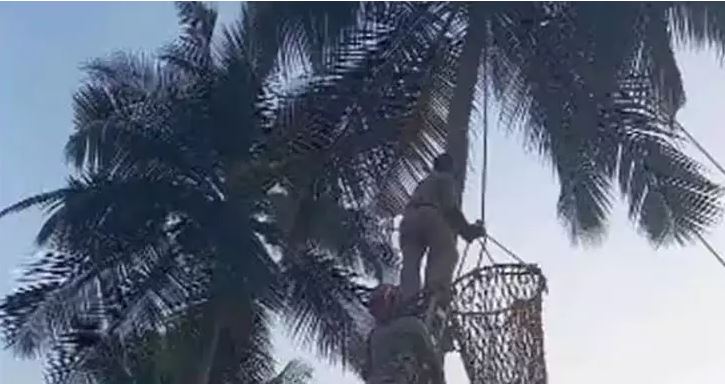 ആത്മഹത്യാ ഭീഷണിയുമായി തെങ്ങിന് മുകളിൽ, പിന്നാലെ പേടി: ഫയർ ഫോഴ്‌സെത്തി രക്ഷപ്പെടുത്തി