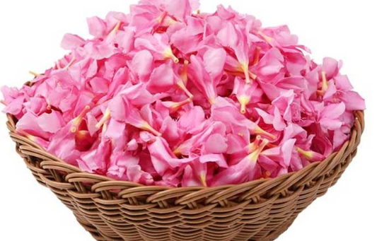 വീണ്ടും വില്ലനായി അരളി; പത്തനംതിട്ടയില്‍ പശുവും കിടാവും ചത്തു