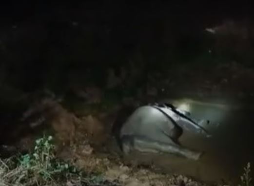 പാലക്കാട് ട്രെയിന്‍ ഇടിച്ച് കാട്ടാന ചെരിഞ്ഞു; ലോക്കോ പൈലറ്റിനെതിരെ കേസെടുക്കും