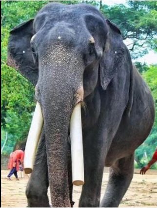 ഗുരുവായൂര്‍ ദേവസ്വത്തിലെ കൊമ്പന്‍ മുകുന്ദന്‍ ചരിഞ്ഞു