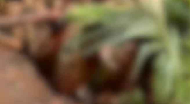 തൊടുപുഴയില്‍ അജ്ഞാത ജീവി ആടുകളെ കടിച്ചുകൊന്നു; പരിഭ്രാന്തിയില്‍ നാട്ടുകാര്‍