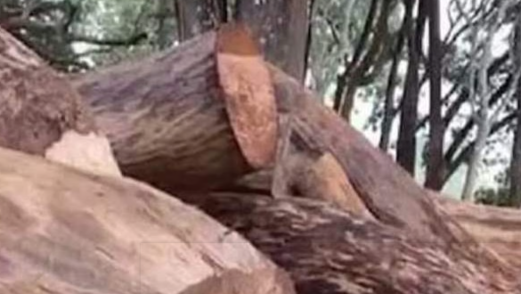 സുഗന്ധഗിരി മരംമുറി കേസ്: അന്വേഷണ സംഘം മാനസികമായി പീഡിപ്പിച്ചെന്ന് വനിതാ റെയ്ഞ്ച് ഓഫീസര്‍