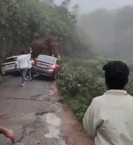 മൂന്നാറില്‍ യാത്രക്കാര്‍ക്ക് നേരെ പാഞ്ഞടുത്ത് പടയപ്പ; വൈദികനടക്കം രക്ഷപ്പെട്ടത് തലനാരിഴയ്ക്ക്