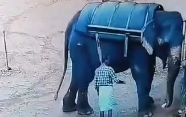 ആനയെ തളക്കുന്നതിനിടെ പാപ്പാനെ ചവിട്ടിക്കൊന്നു ; ദാരുണാന്ത്യം, സഫാരി കേന്ദ്രത്തിനെതിരെ കേസ്