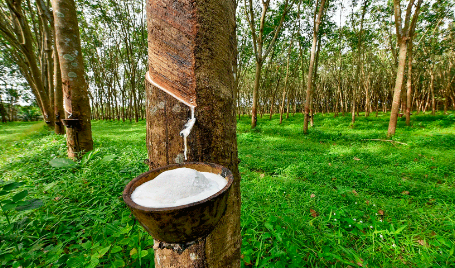 ആഭ്യന്തര വിപണിയില്‍ റബര്‍ വില കുതിച്ചുയരുന്നു; അന്താരാഷ്ട്ര വിലയേയും മറികടന്നു