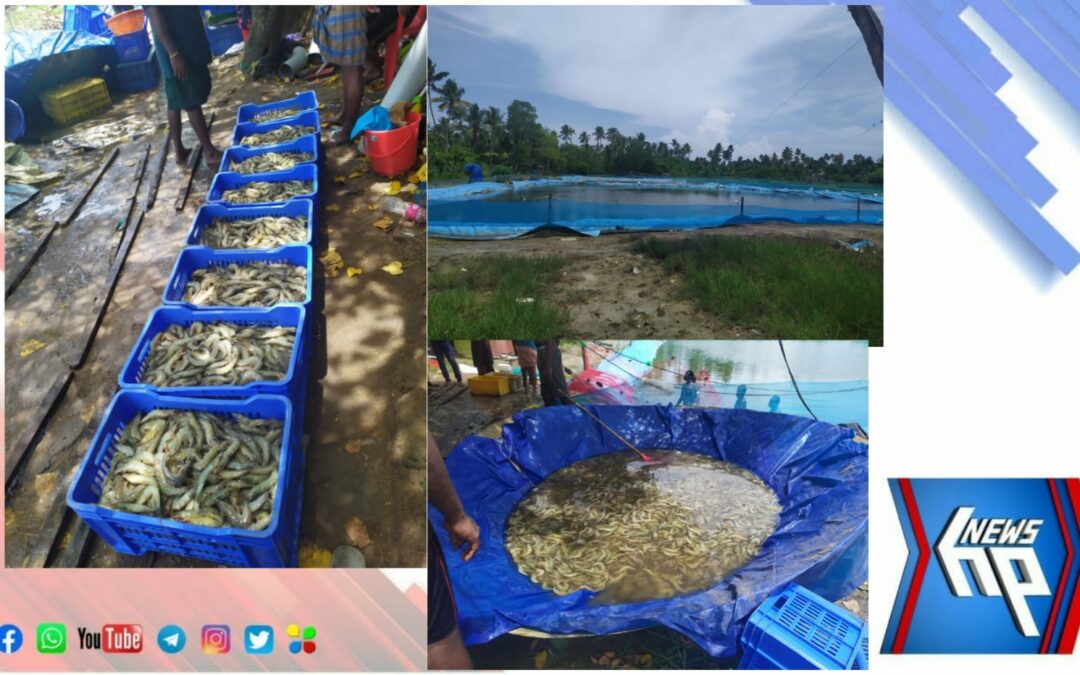 പ്രധാനമന്ത്രി മത്സ്യ സമ്പാദന യോജനയിലൂടെ മത്സ്യകൃഷിയിൽ നൂറ്മേനി വിജയവുമായ് അഞ്ചുതെങ്ങ് സ്വദേശിയും കുടുംബവും