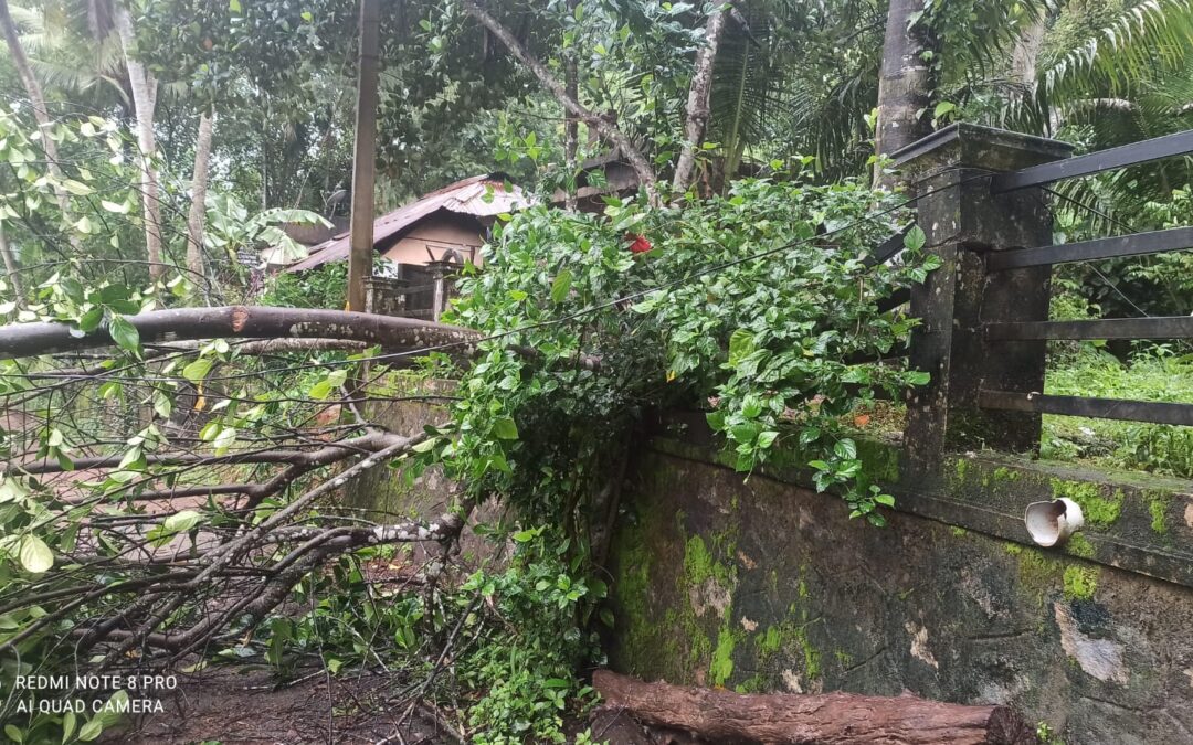 മരം ലൈനിൽ വീണു വൈദ്യുത പോസ്റ്റ് തകർന്നു