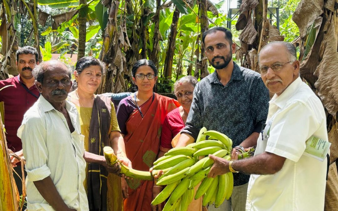ഇടയ്ക്കോട് സർവീസ് സഹകരണ ബാങ്കിന്റെ ആഭിമുഖ്യത്തിൽ ഈ വർഷത്തെ ഏത്തവാഴ കൃഷിയുടെ വിളവെടുപ്പ് നടത്തി