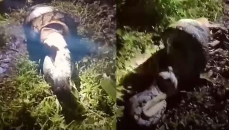പത്തനംതിട്ടയില്‍ വളര്‍ത്തുനായയെ വിഴുങ്ങി പെരുമ്പാമ്പ്