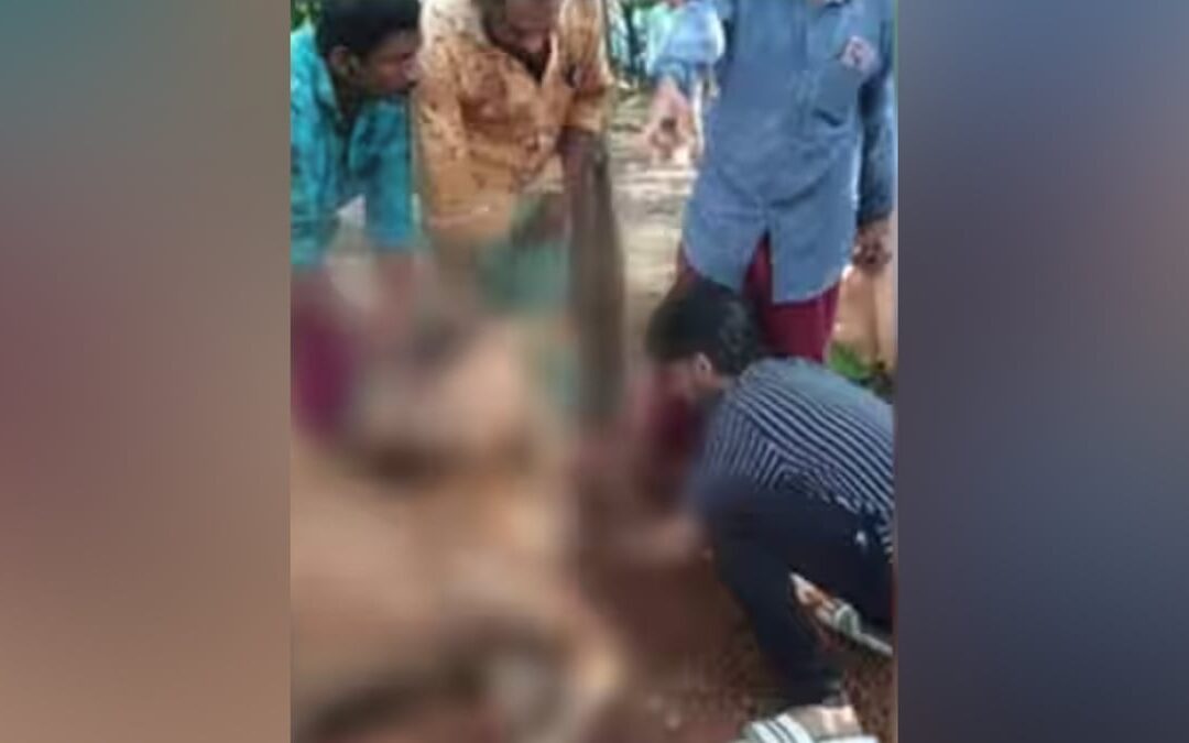 തീറ്റയായി കൊടുത്തത് പൊറോട്ടയും ചക്കയും; കൊല്ലത്ത് അഞ്ച് പശുക്കൾ ചത്തു