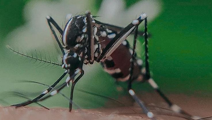 ആലപ്പുഴയിൽ വെസ്റ്റ് നൈൽ പനി; ജാഗ്രത നിർദേശം പുറപ്പെടുവിച്ച് ആരോഗ്യ വകുപ്പ്