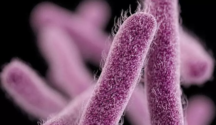 മലപ്പുറത്ത് നാല് കുട്ടികള്‍ക്ക് ഷിഗല്ല സ്ഥിരീകരിച്ചു